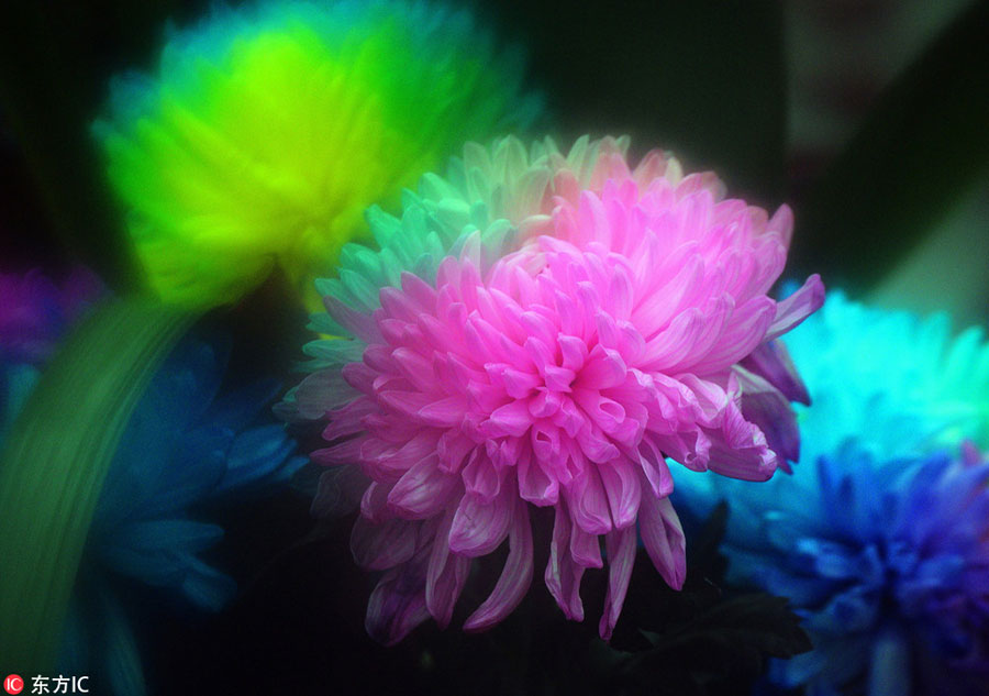 900 types of chrysanthemum on show in Shanghai