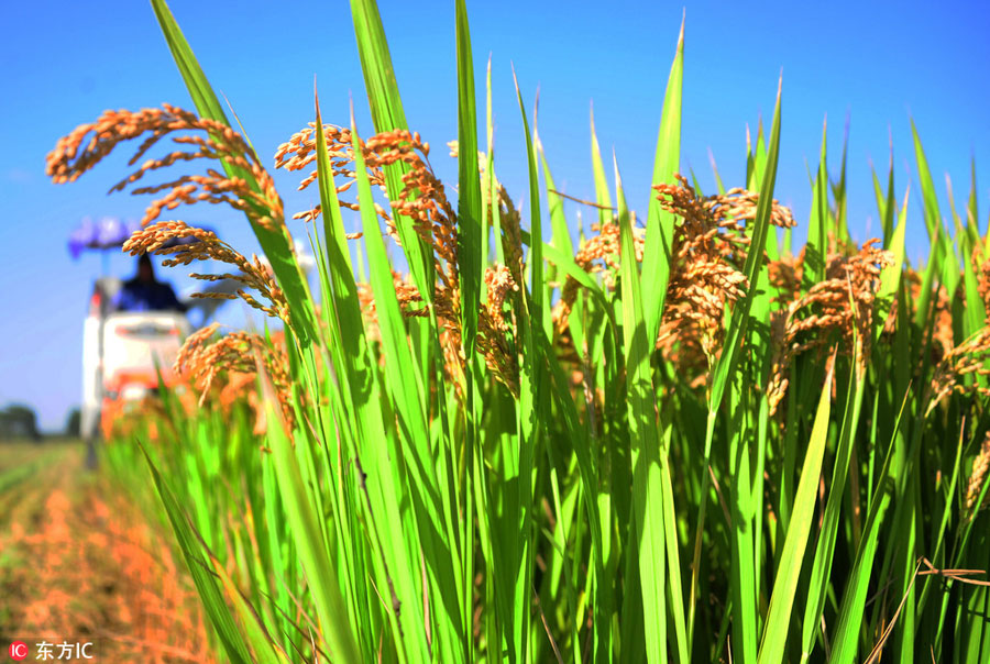 The golden rice paddies in East China