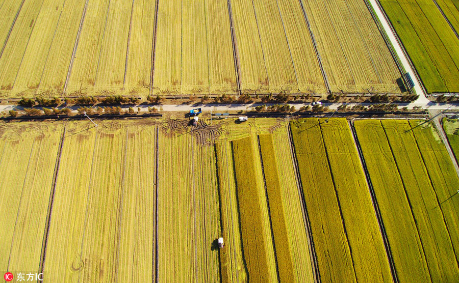 The golden rice paddies in East China