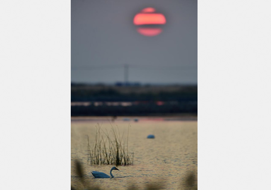 About 2,000 migrating swans gather in N China