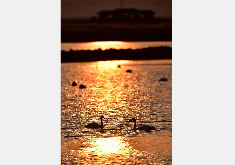 About 2,000 migrating swans gather in N China