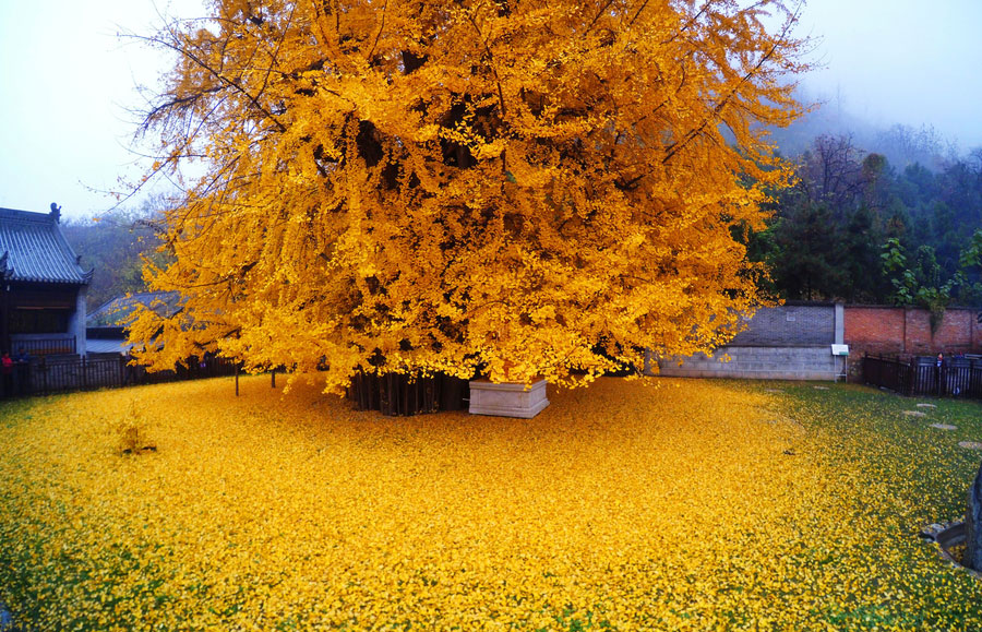 10 best places to enjoy golden foliage in China