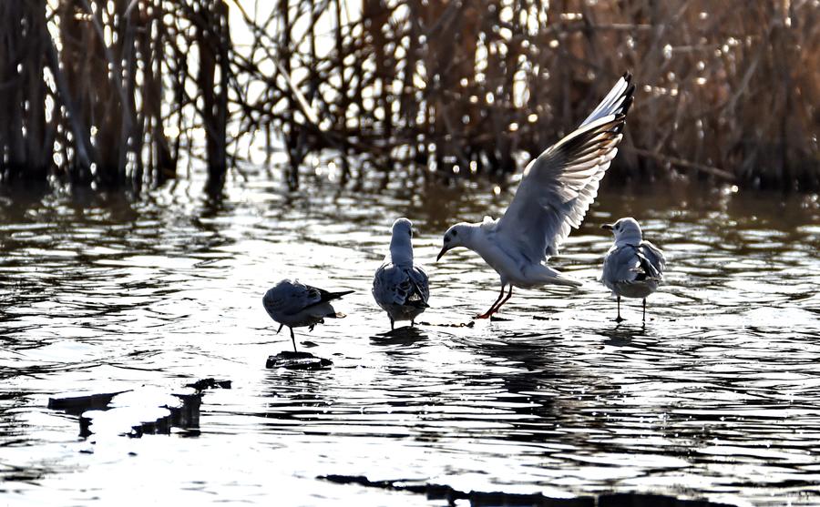 Birds seen at Wild duck Lake Wetland Reserve in Beijing
