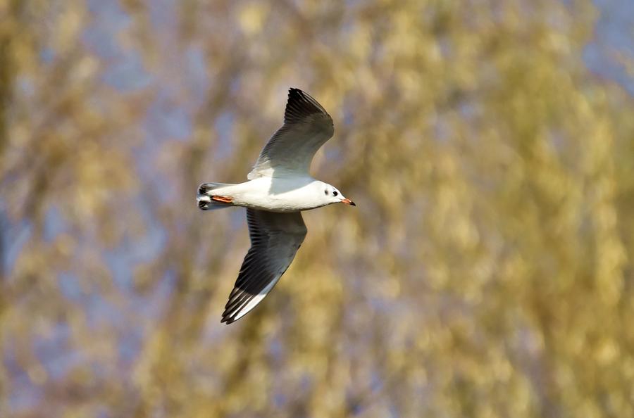 Birds seen at Wild duck Lake Wetland Reserve in Beijing