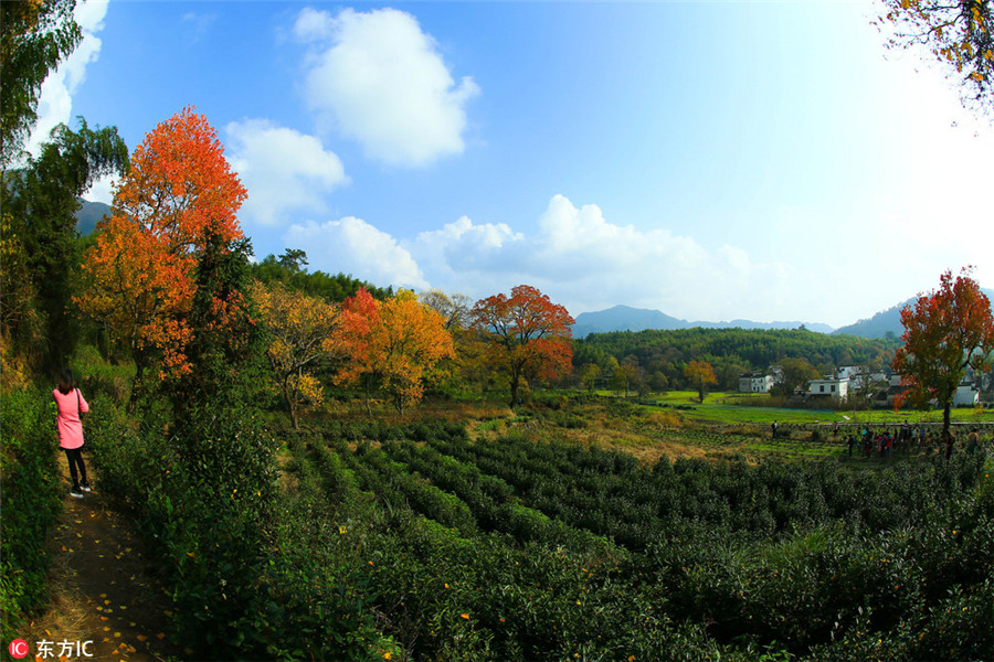 Tachuan a top destination for autumn photography