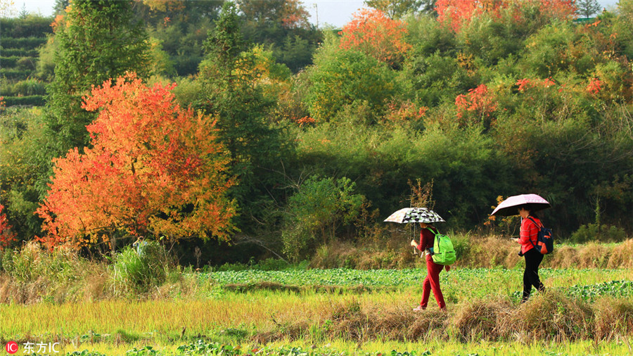 Tachuan a top destination for autumn photography