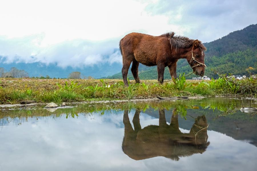 Scenery of Tachuan village in E China's Huangshan