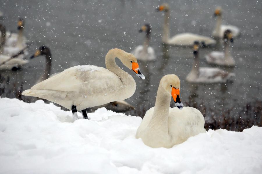 Swans seen at wetland on Yellow River