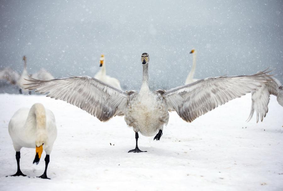 Swans seen at wetland on Yellow River