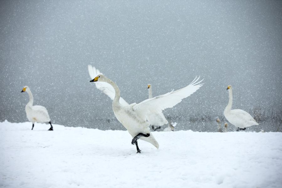 Wild swans add lively flavor to snowy scene