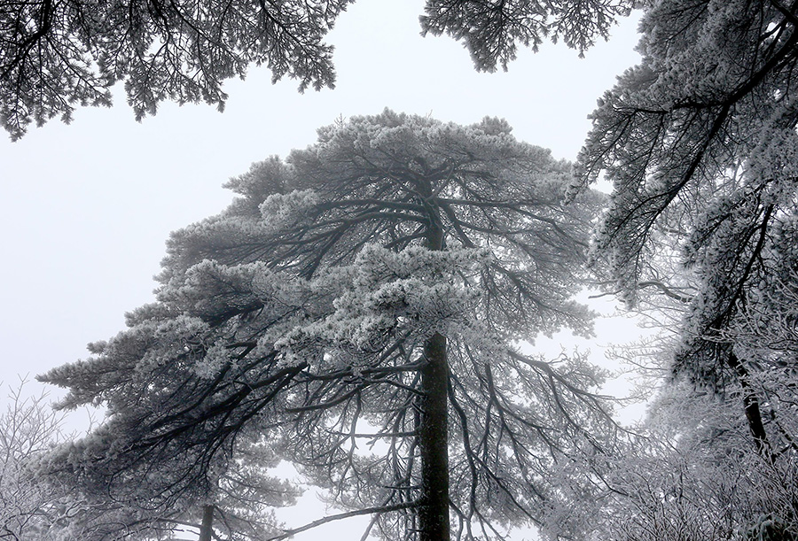 Mount Huangshan blanketed in shades of silver-white