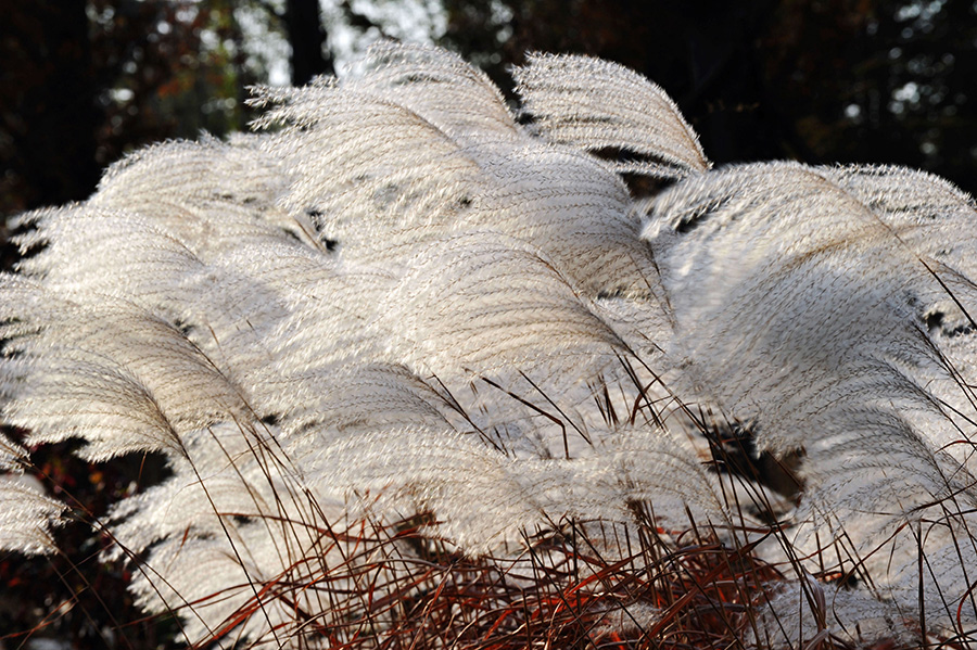 Early winter scenery of Qingdao’s reed flower fields