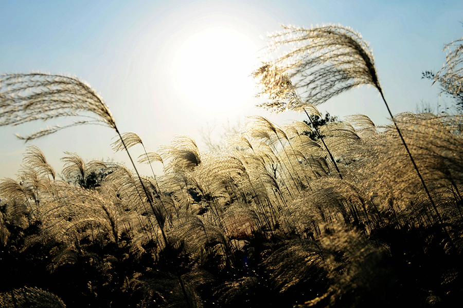 Early winter scenery of Qingdao’s reed flower fields