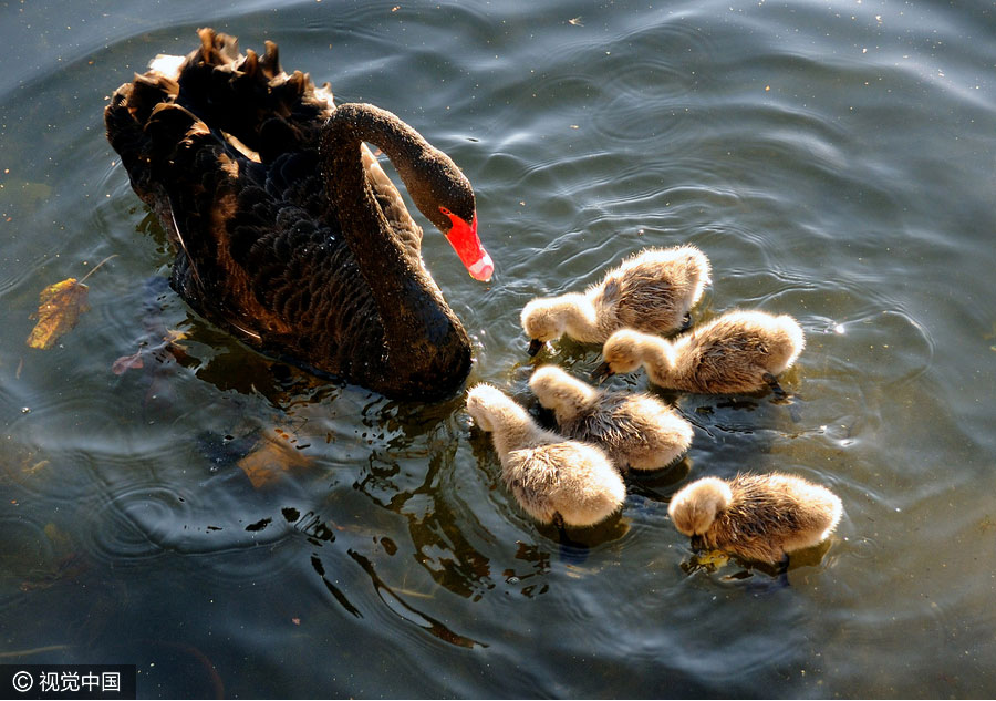 Baby swan quintuplets the new star in Beijing's Summer Palace