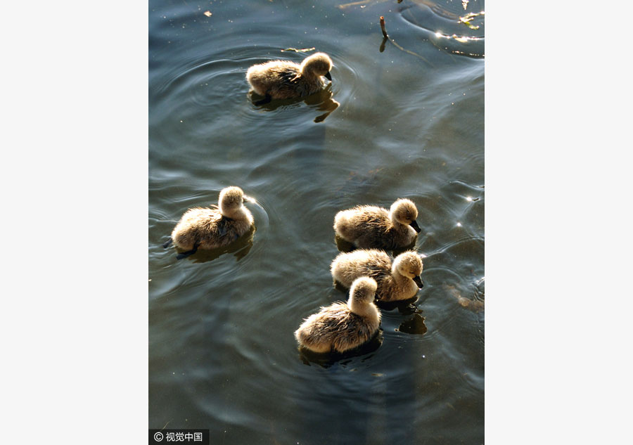 Baby swan quintuplets the new star in Beijing's Summer Palace