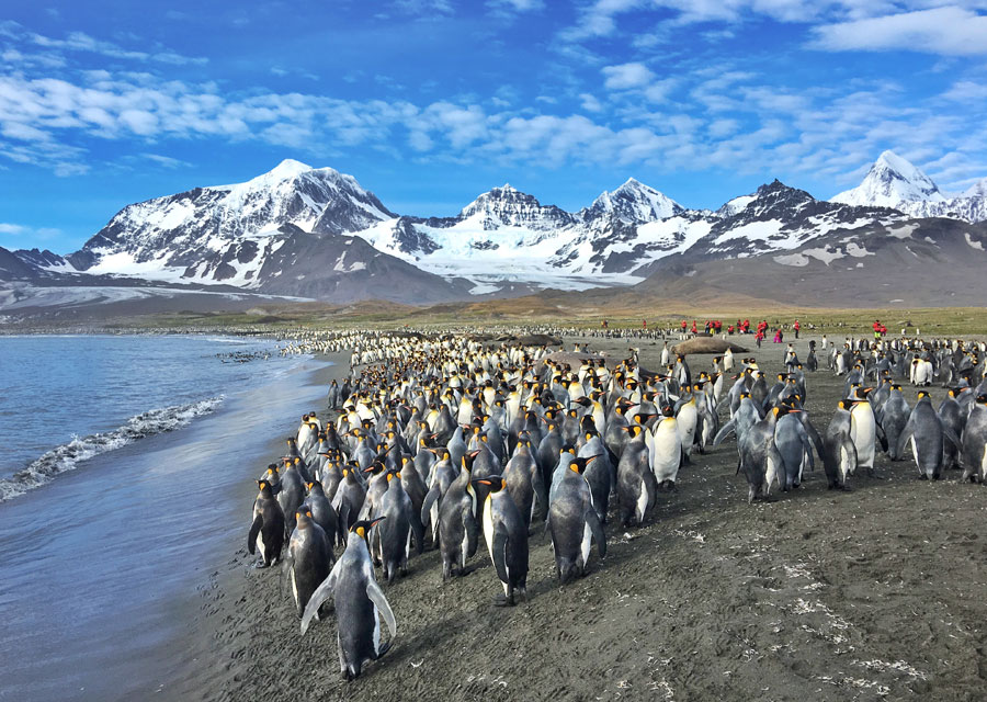 More than Antarctic - A fantastic journey