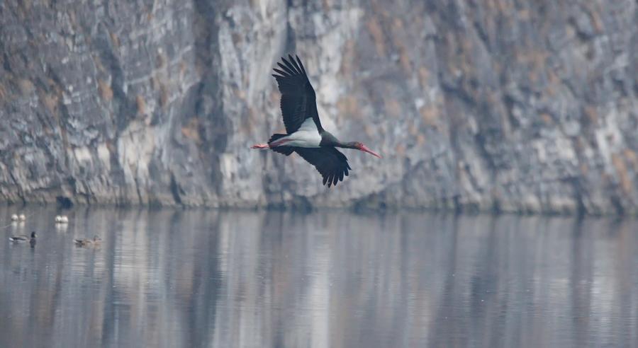 Black storks seen in Shidu scenic area in Beijing