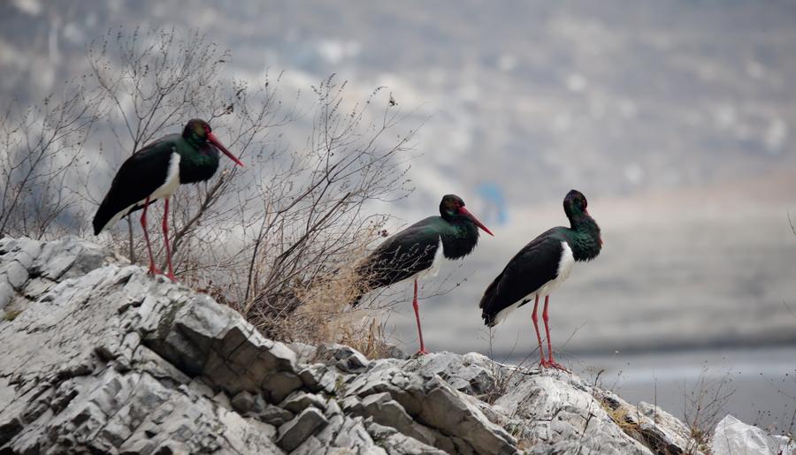 Black storks seen in Shidu scenic area in Beijing