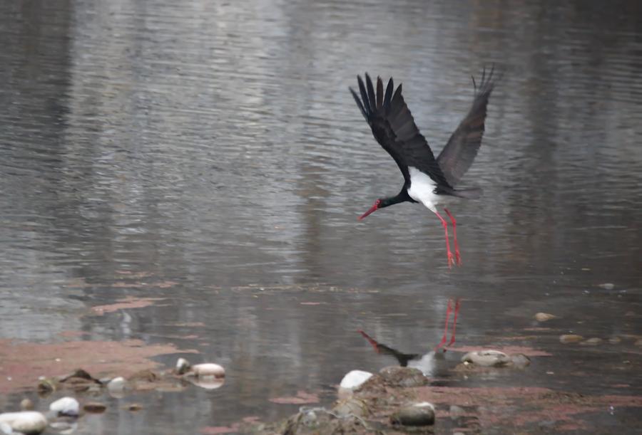 Black storks seen in Shidu scenic area in Beijing