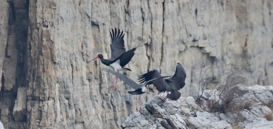 Black storks seen in Shidu scenic area in Beijing