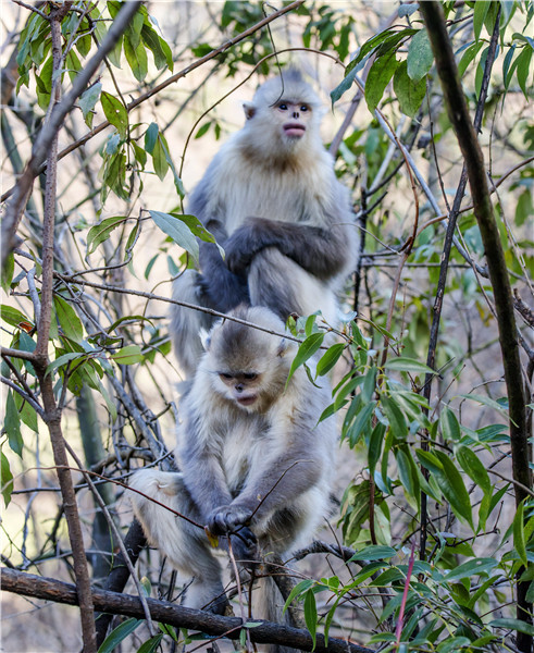 Yunnan animal preserve is a monkey kingdom