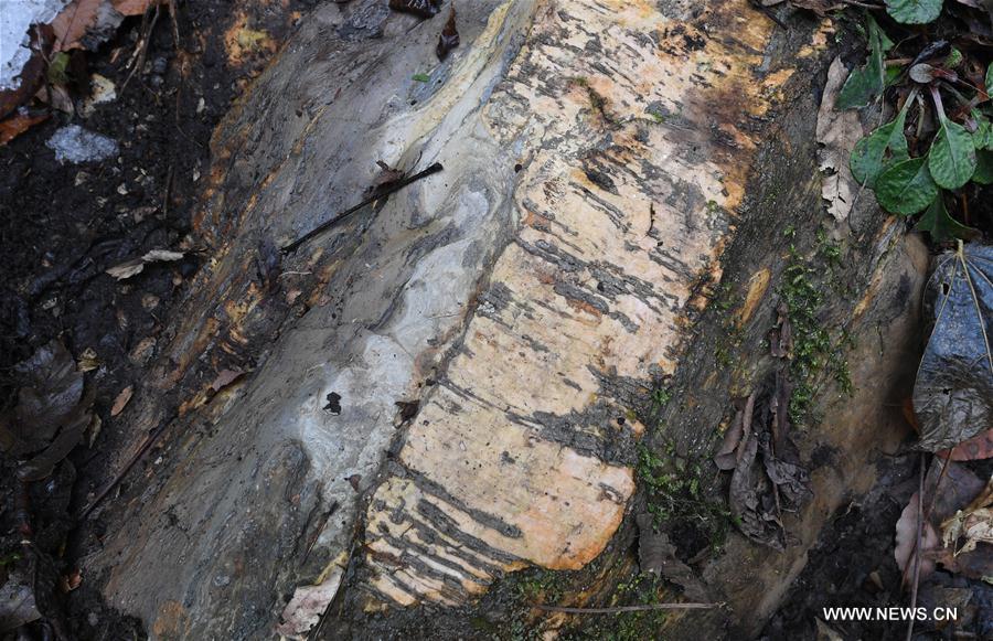 Gift from earth: Giant karst sinkholes found in NW China