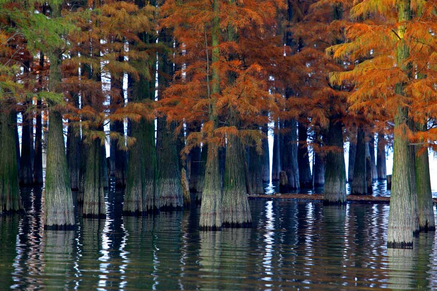 Siming Lake redwoods a popular sight