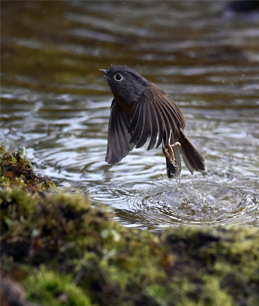 Gaoligong Mountain: Birdwatchers' paradise