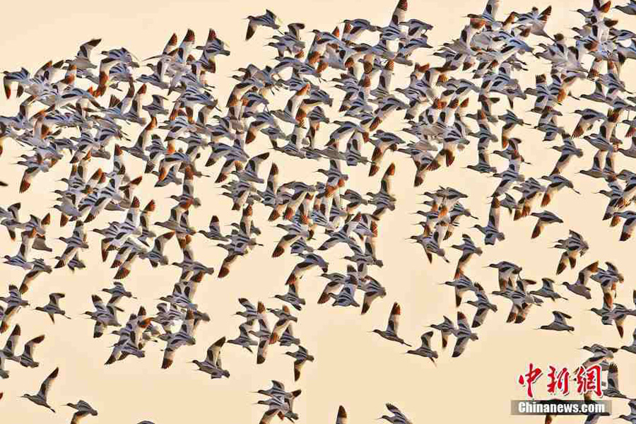 Migratory birds gather in Hunan