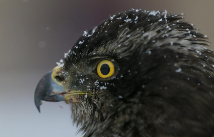 Traditional falconry seen at local tourism festival in Jilin