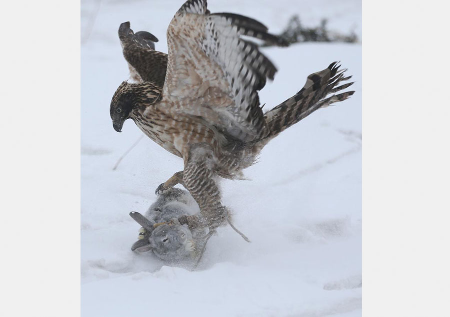 Traditional falconry seen at local tourism festival in Jilin