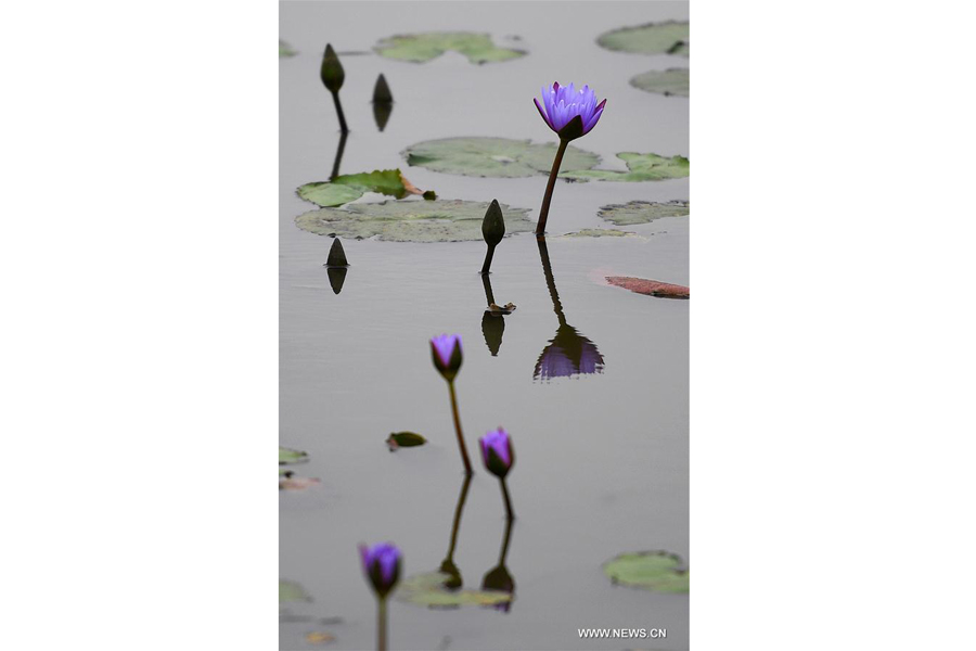 Lotus flowers in bloom in south China