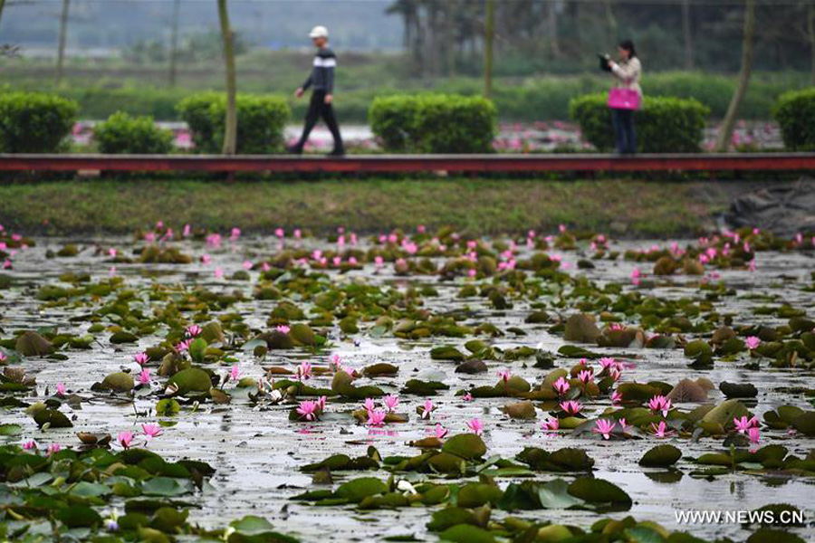 Lotus flowers in bloom in south China