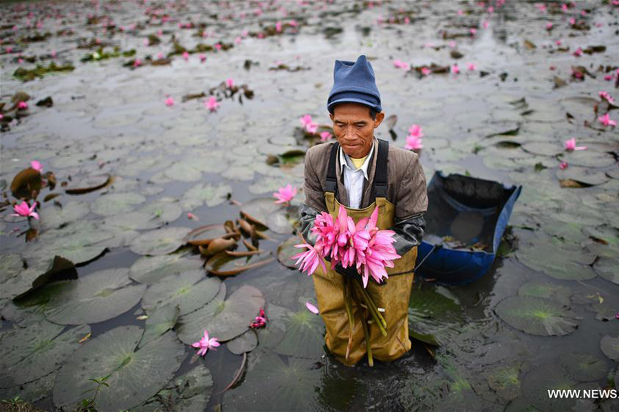 Lotus flowers in bloom in south China