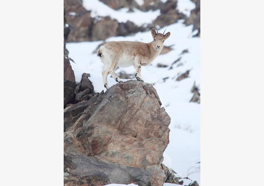Ibex spotting in China's Xinjiang