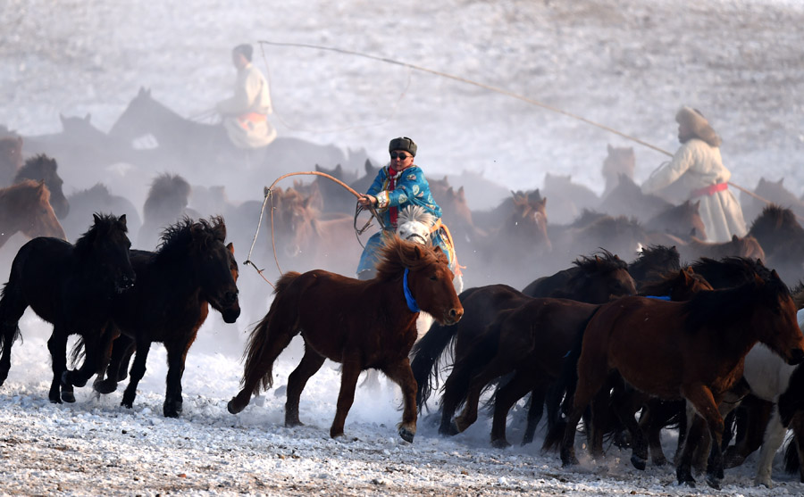 Herdsmen lasso horses in N China's Inner Mongolia