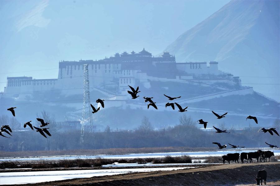 Water birds seen at Lalu wetland in Lhasa