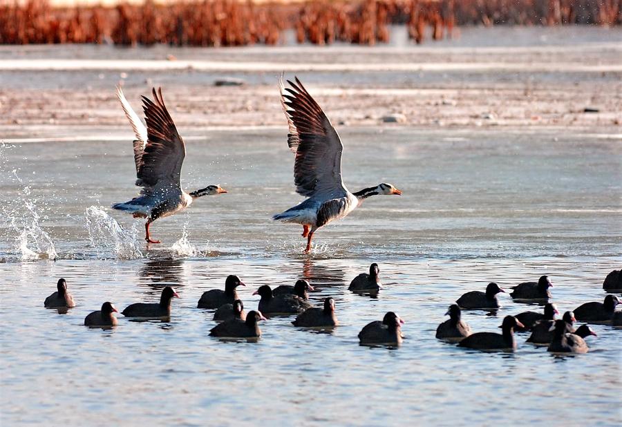 Water birds seen at Lalu wetland in Lhasa