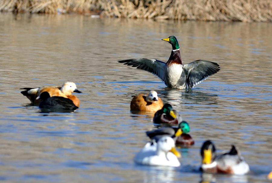 Water birds seen at Lalu wetland in Lhasa