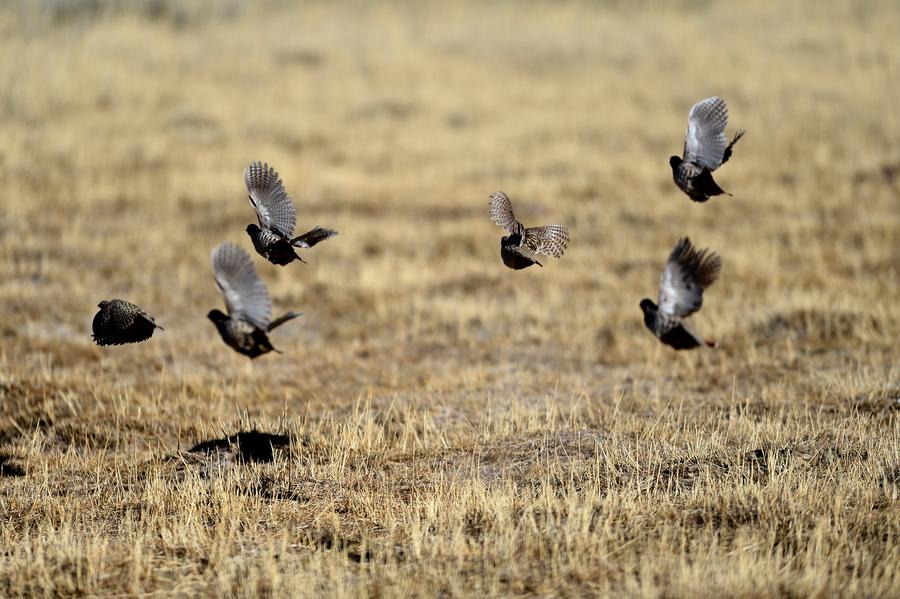 Wild animals in NW China's Qinghai