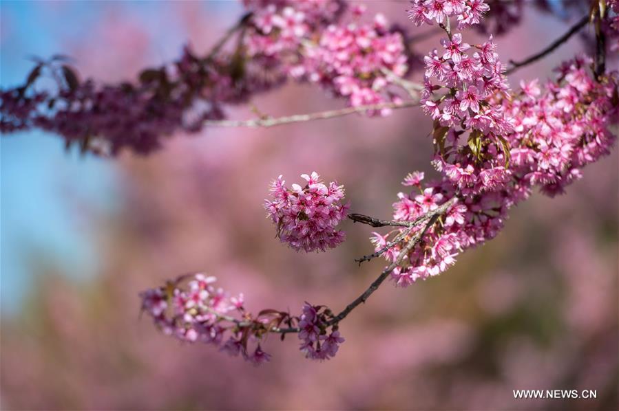 Scenery of winter cherry blossoms in China's Kunming