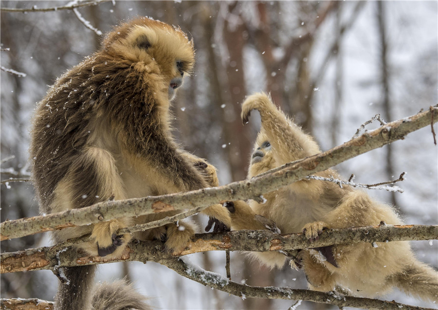 Golden monkeys play in woods in C China's Hubei