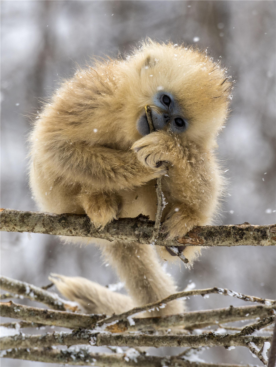 Golden monkeys play in woods in C China's Hubei