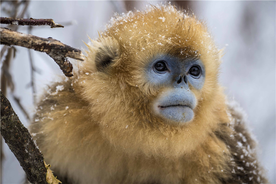 Golden monkeys play in woods in C China's Hubei