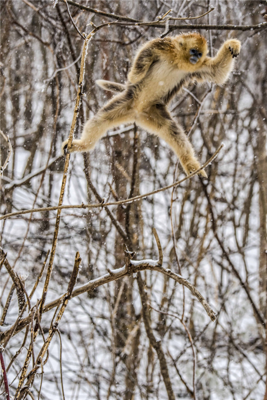 Golden monkeys play in woods in C China's Hubei