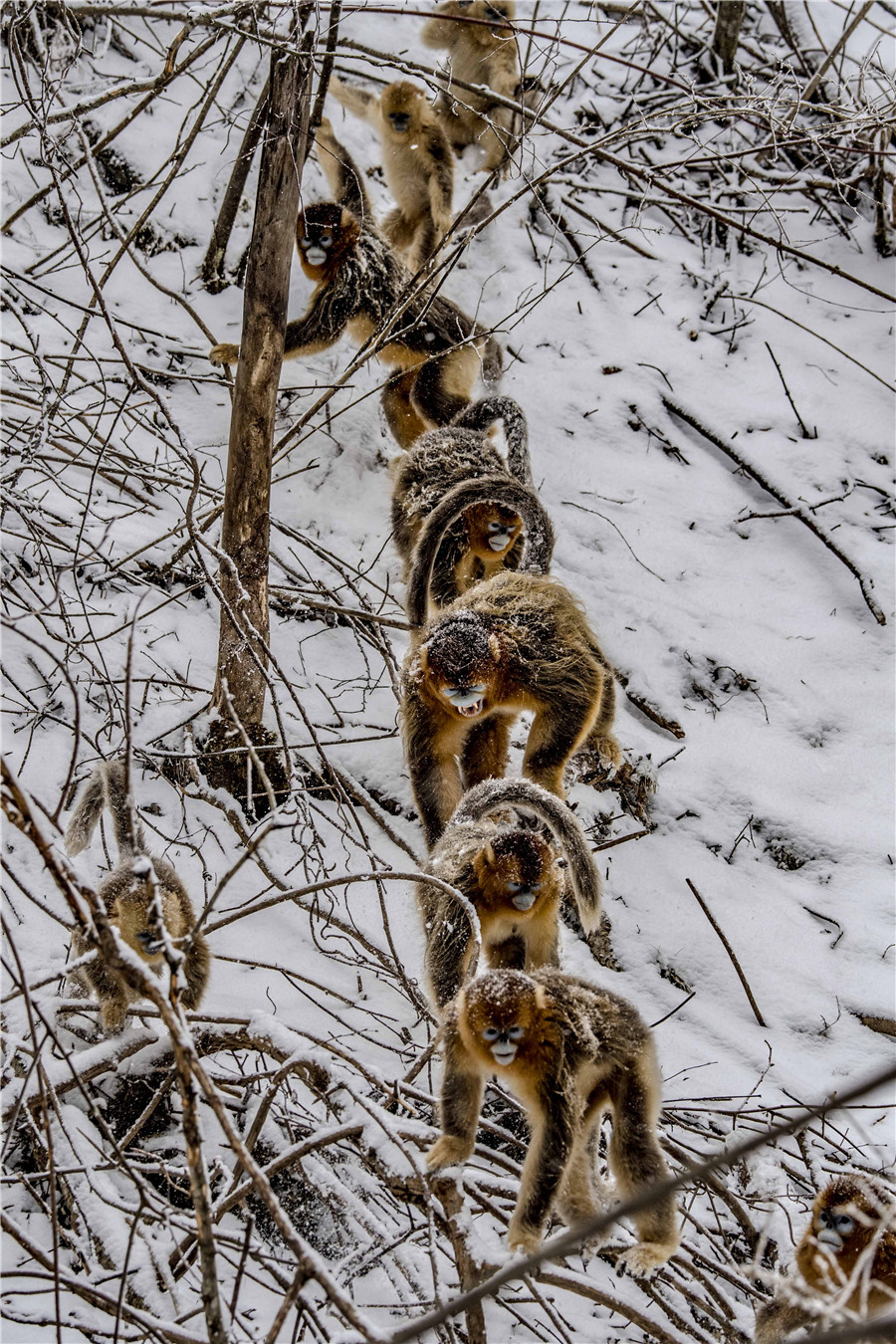 Golden monkeys play in woods in C China's Hubei