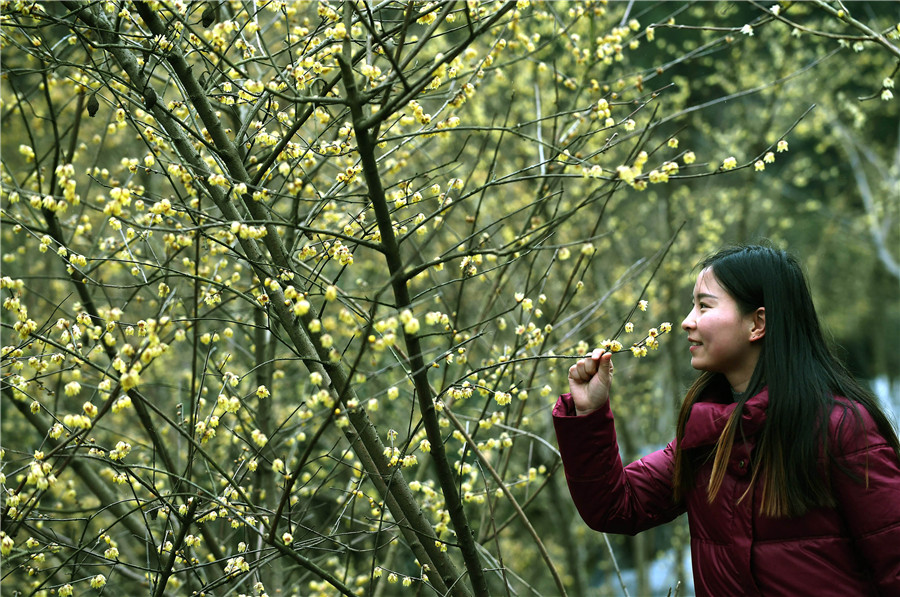 Scenery of wintersweets in full blossom in E China