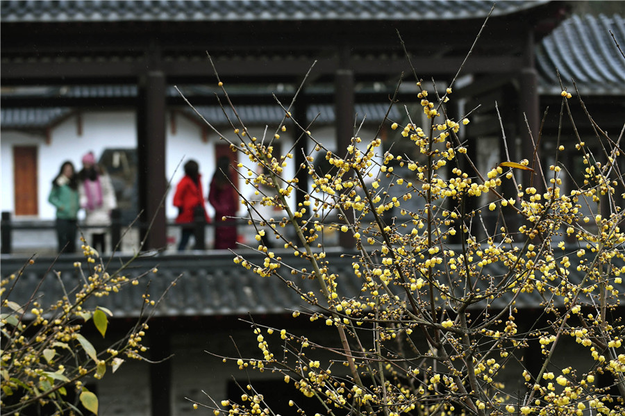 Scenery of wintersweets in full blossom in E China