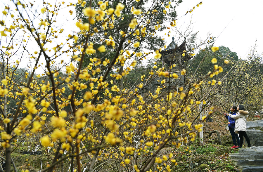 Scenery of wintersweets in full blossom in E China