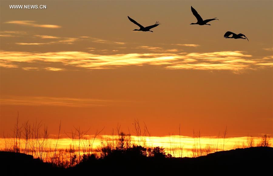 Black-necked cranes seen in Nianhu Lake wetland in SW China